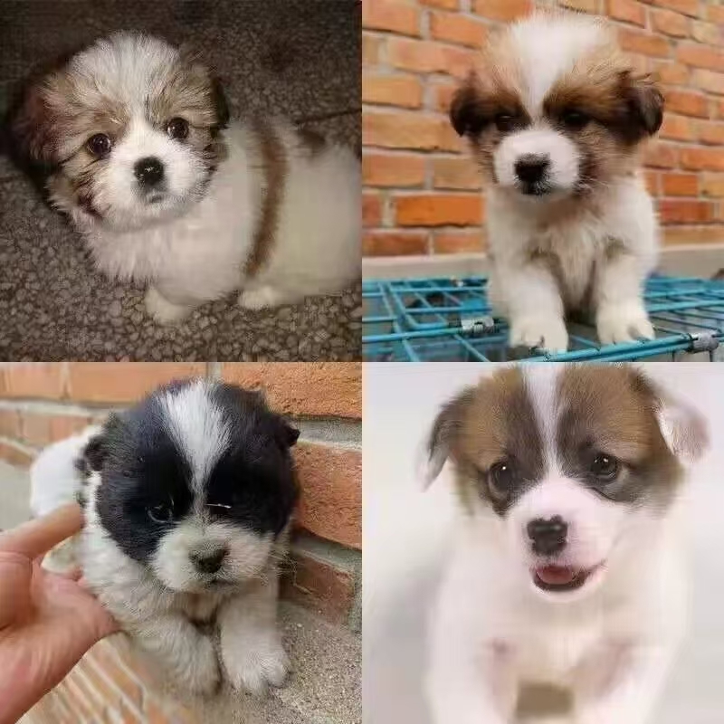 宠物狗狗，宠物相册