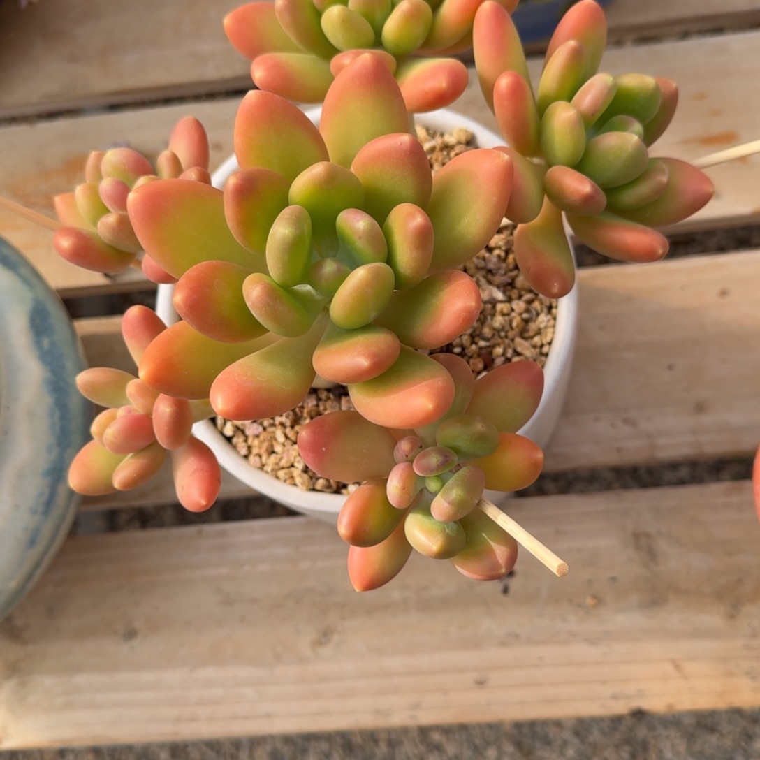 金桔拉多肉植物链接