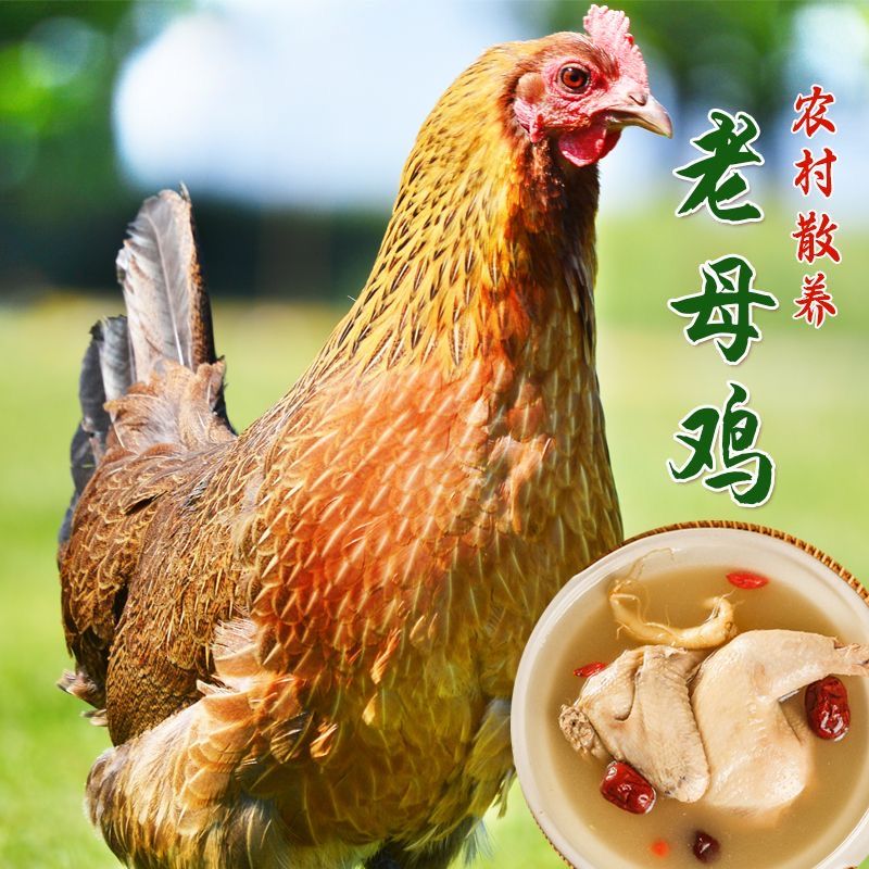 拍500天老母鸡送（全鸭，乌鸡各一只）到手共3只（5公斤）京东冷冻发货