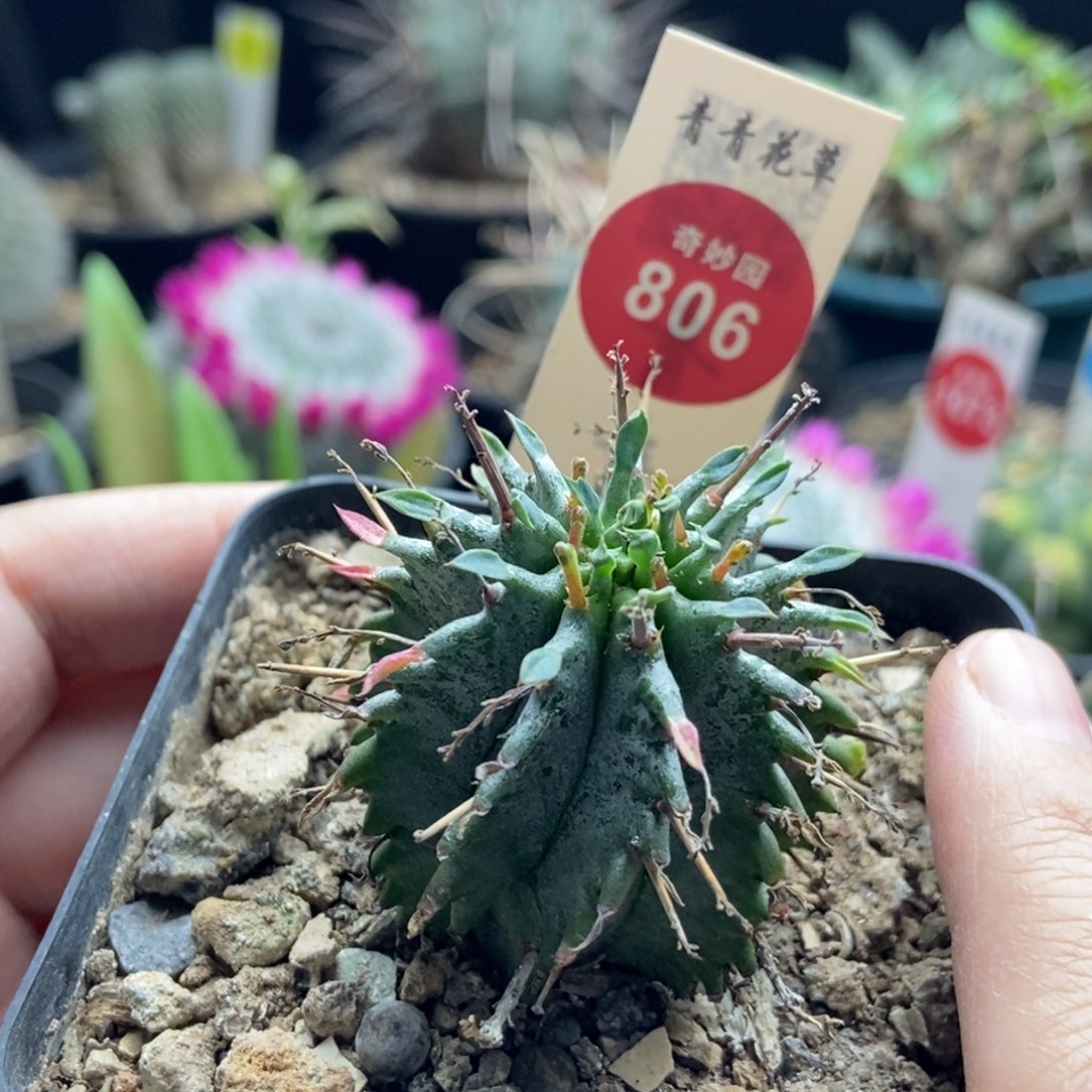 实生白衣魁伟玉一颗3.7cm