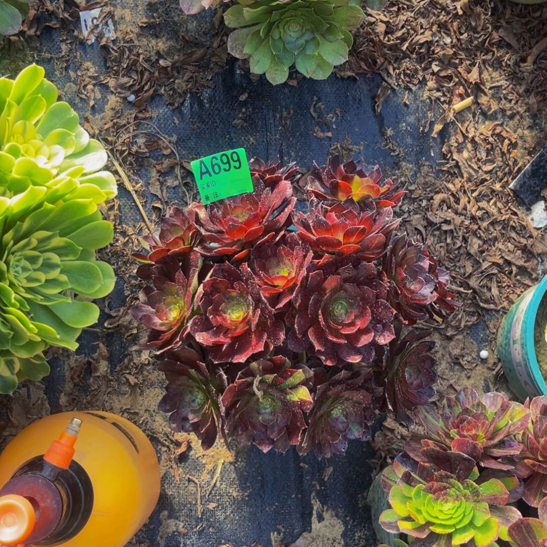 黑寡妇法师朵朵1-32