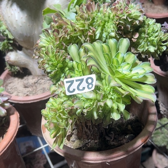 m***o多肉植物一个少华822