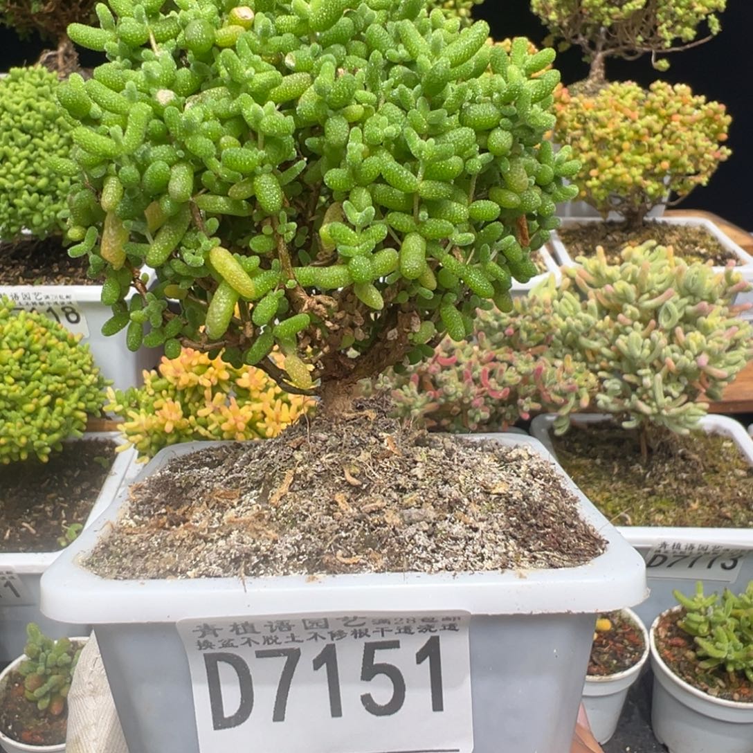 d7151金桔糖球枝干