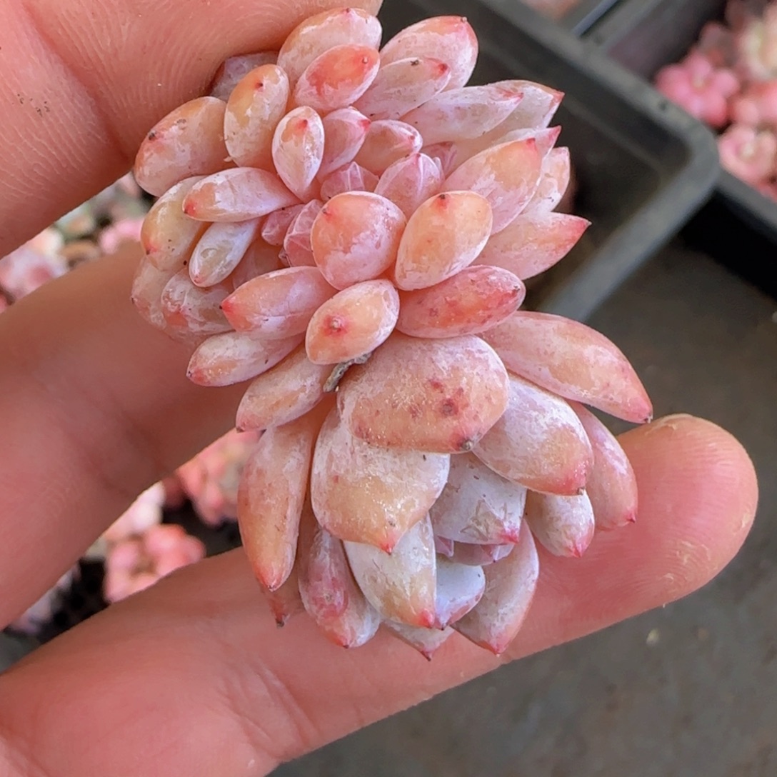 星影缀化一颗脱土