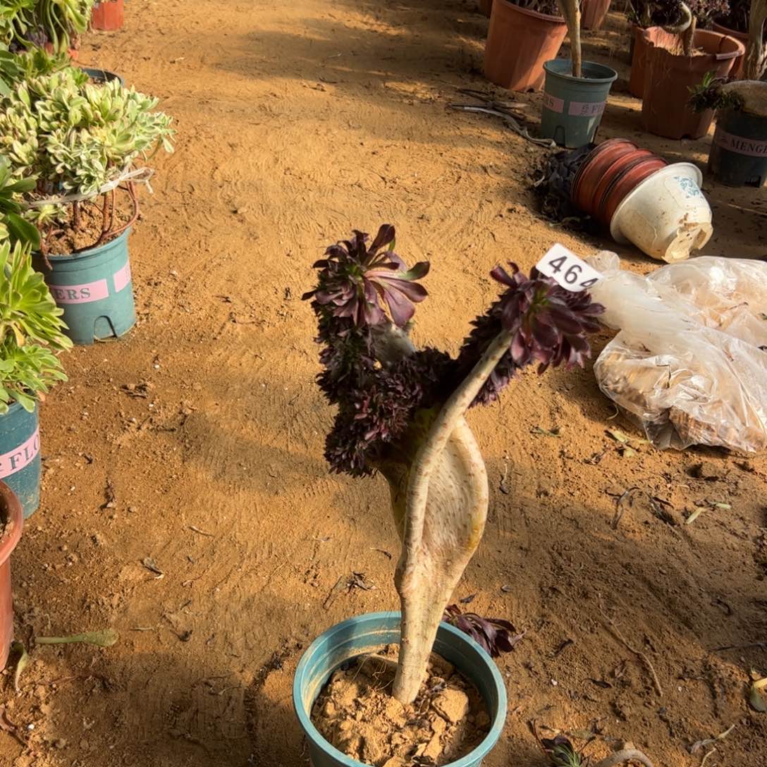 翅膀微瑕疵464高35