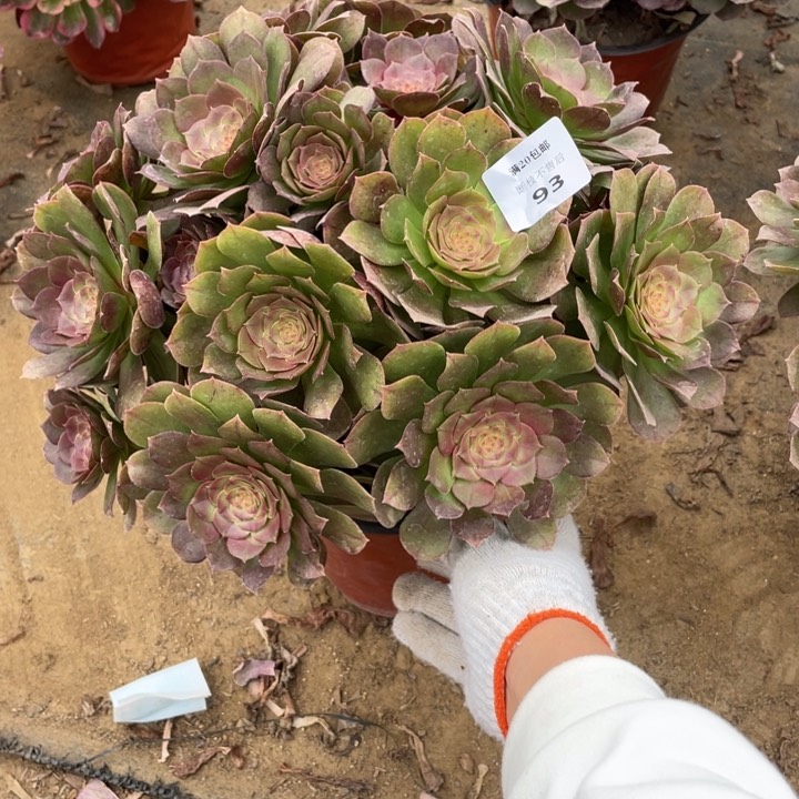 93沙拉碗法师多肉断枝不售后