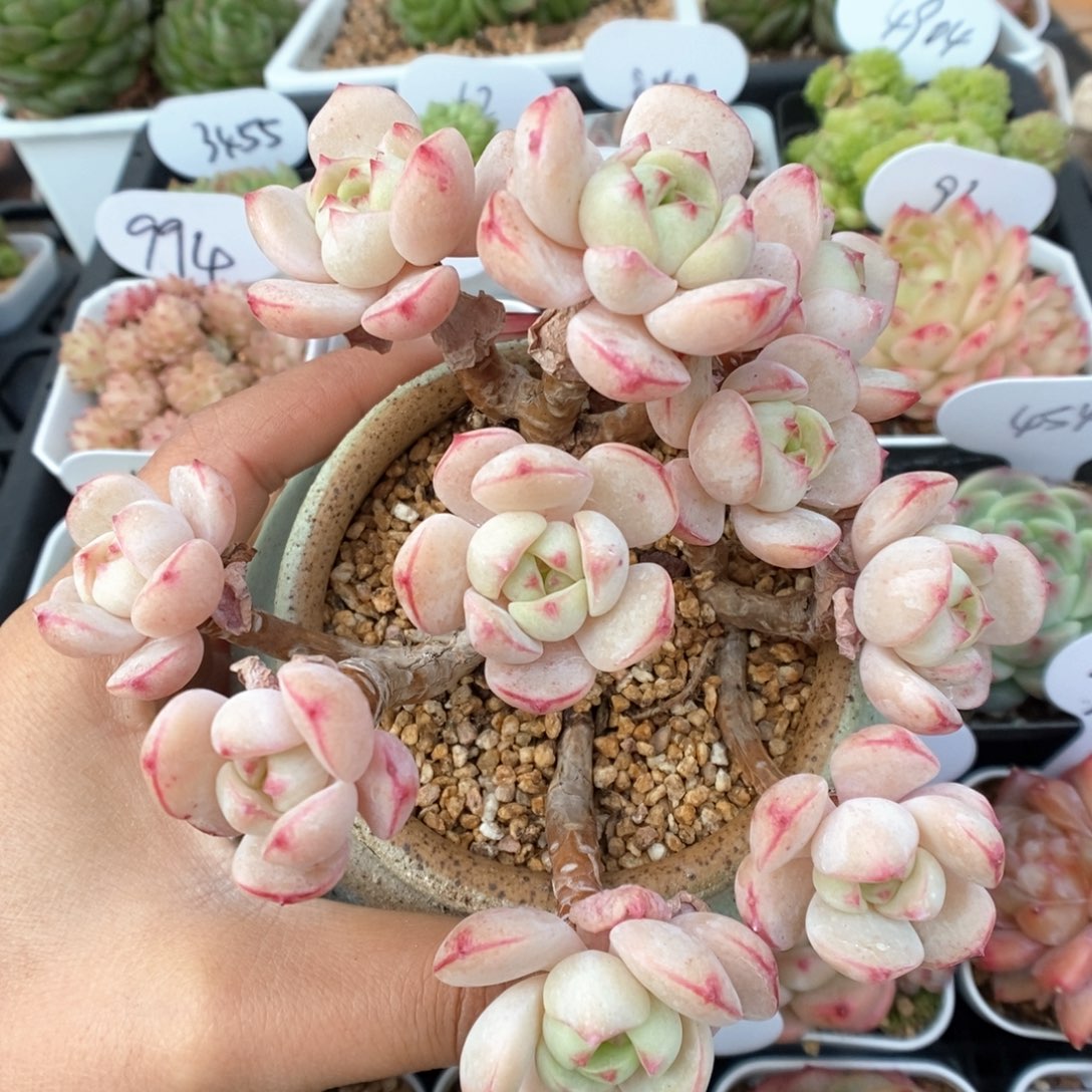 老桩香草可拍群生。       