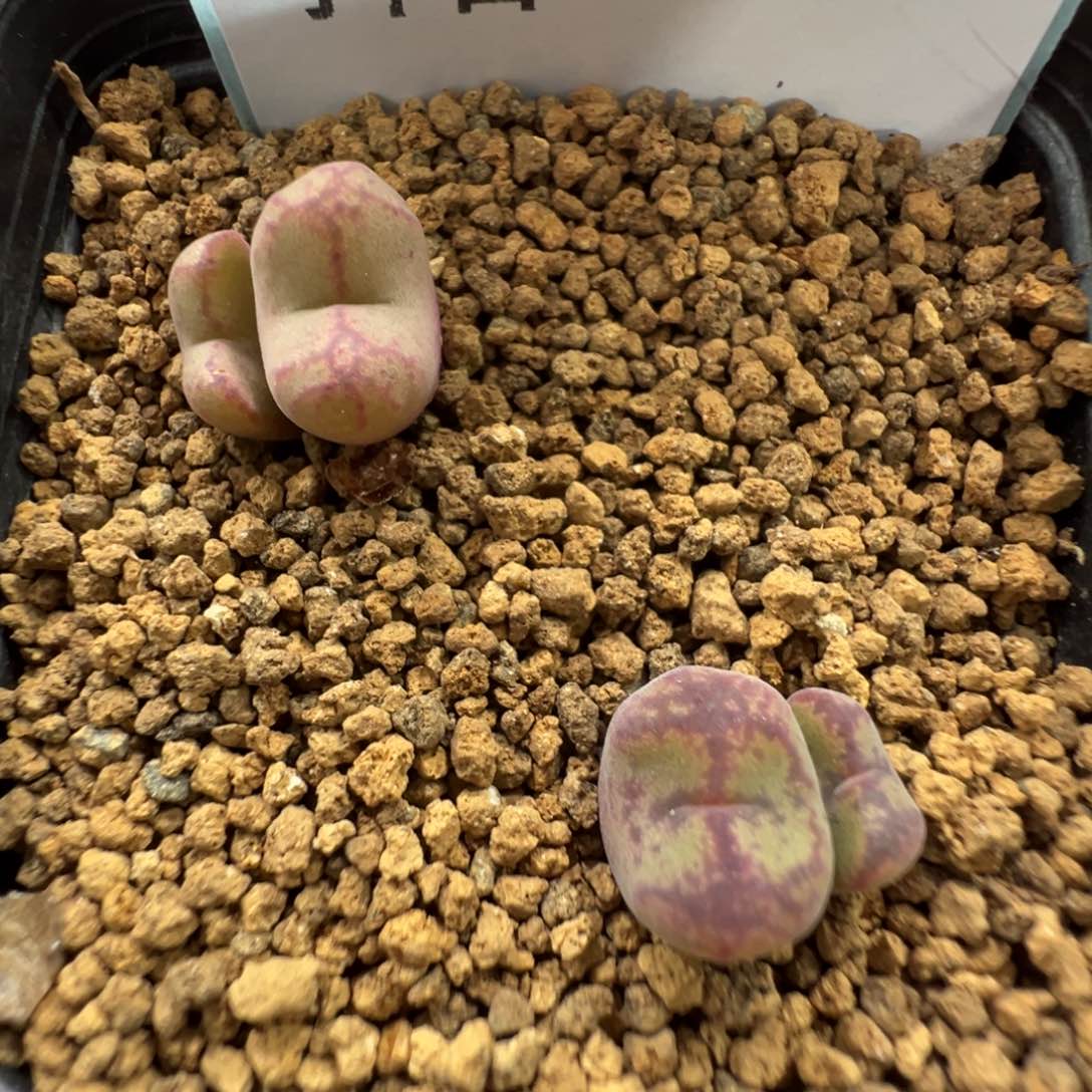 9-89肉锥多肉植物，