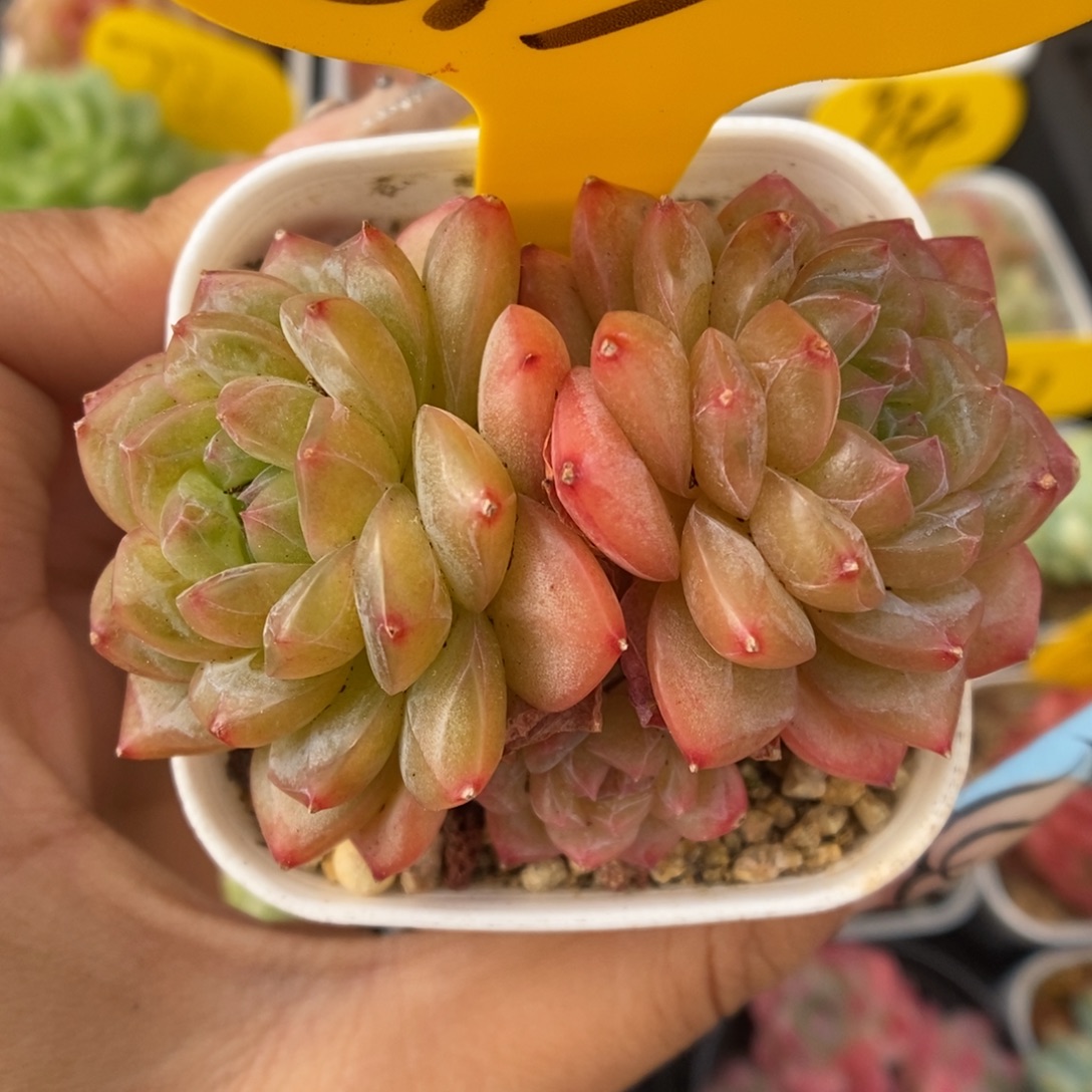 绿芙蓉群生893号。 