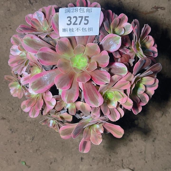 3275美杜莎多肉植物