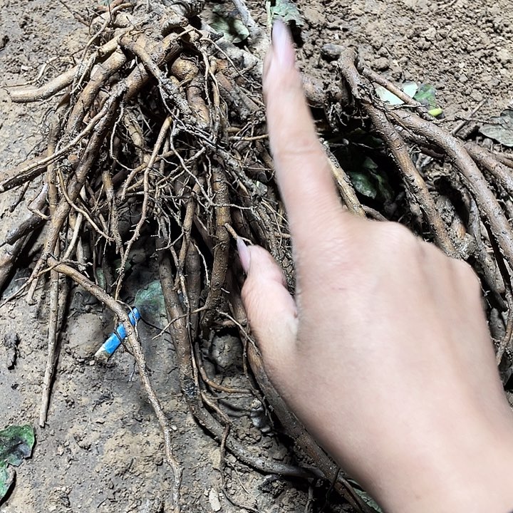 无花朵4赵111111111111111