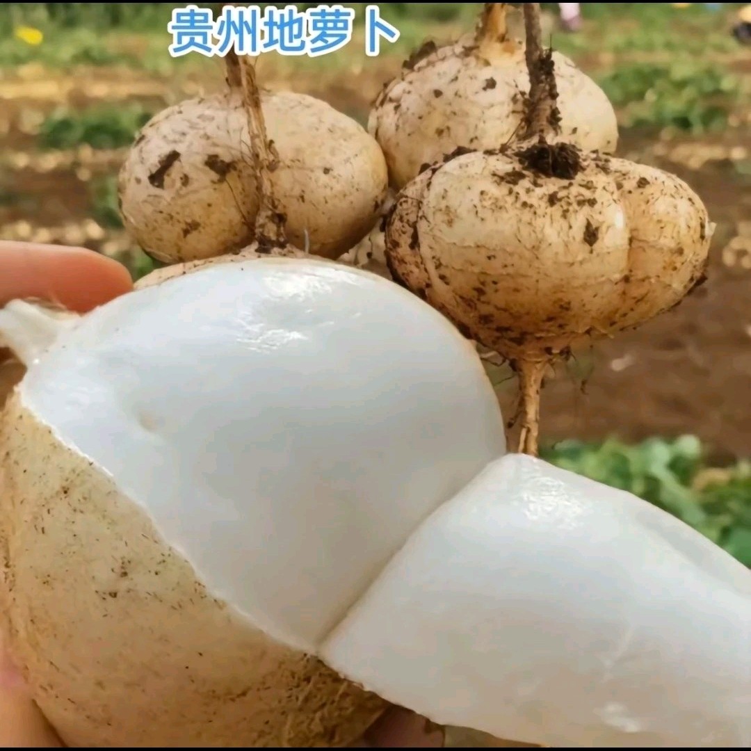 贵州高山沙土泥地萝卜凉薯