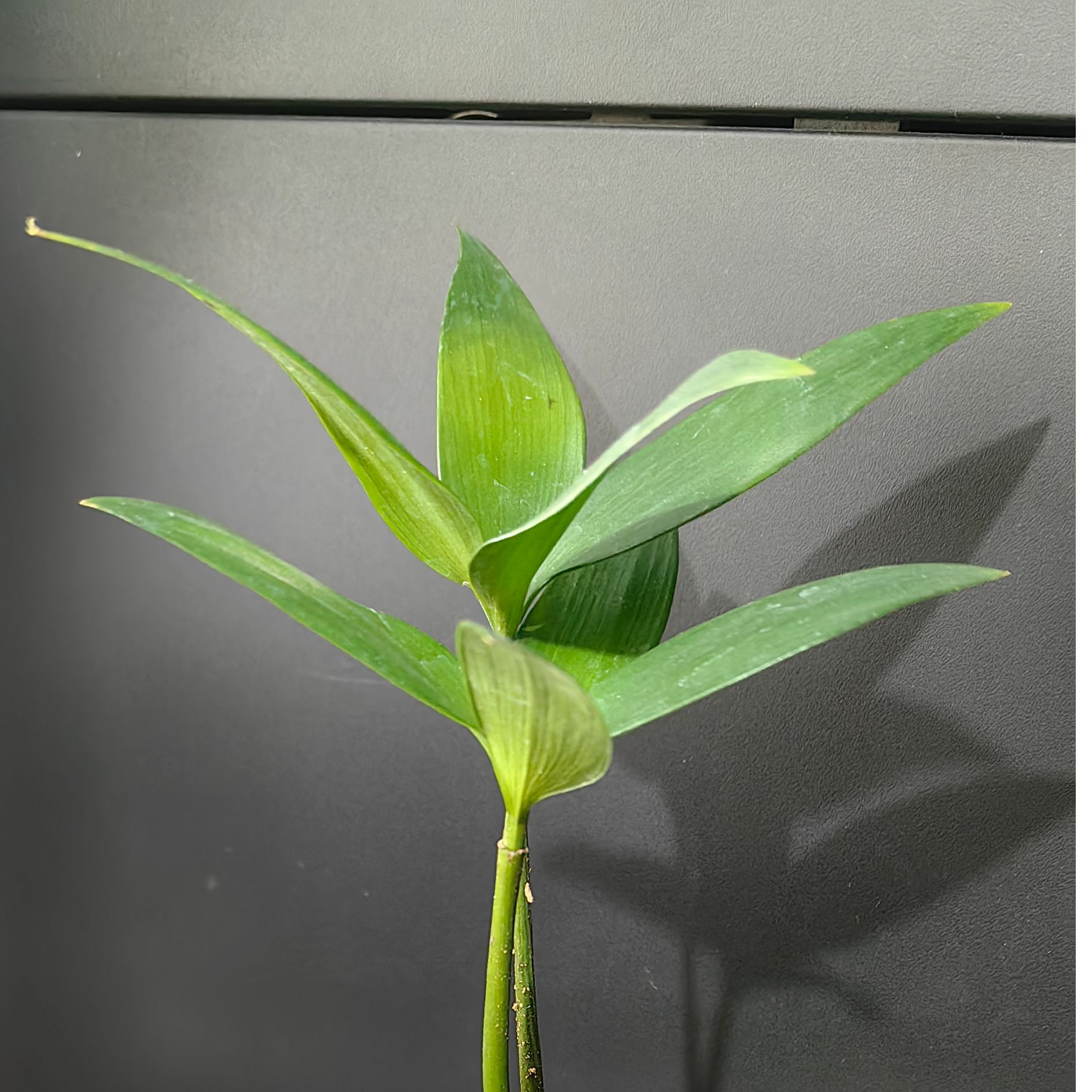 萌姐粉丝福利 超级实惠破包猫粮狗粮 长肉发腮