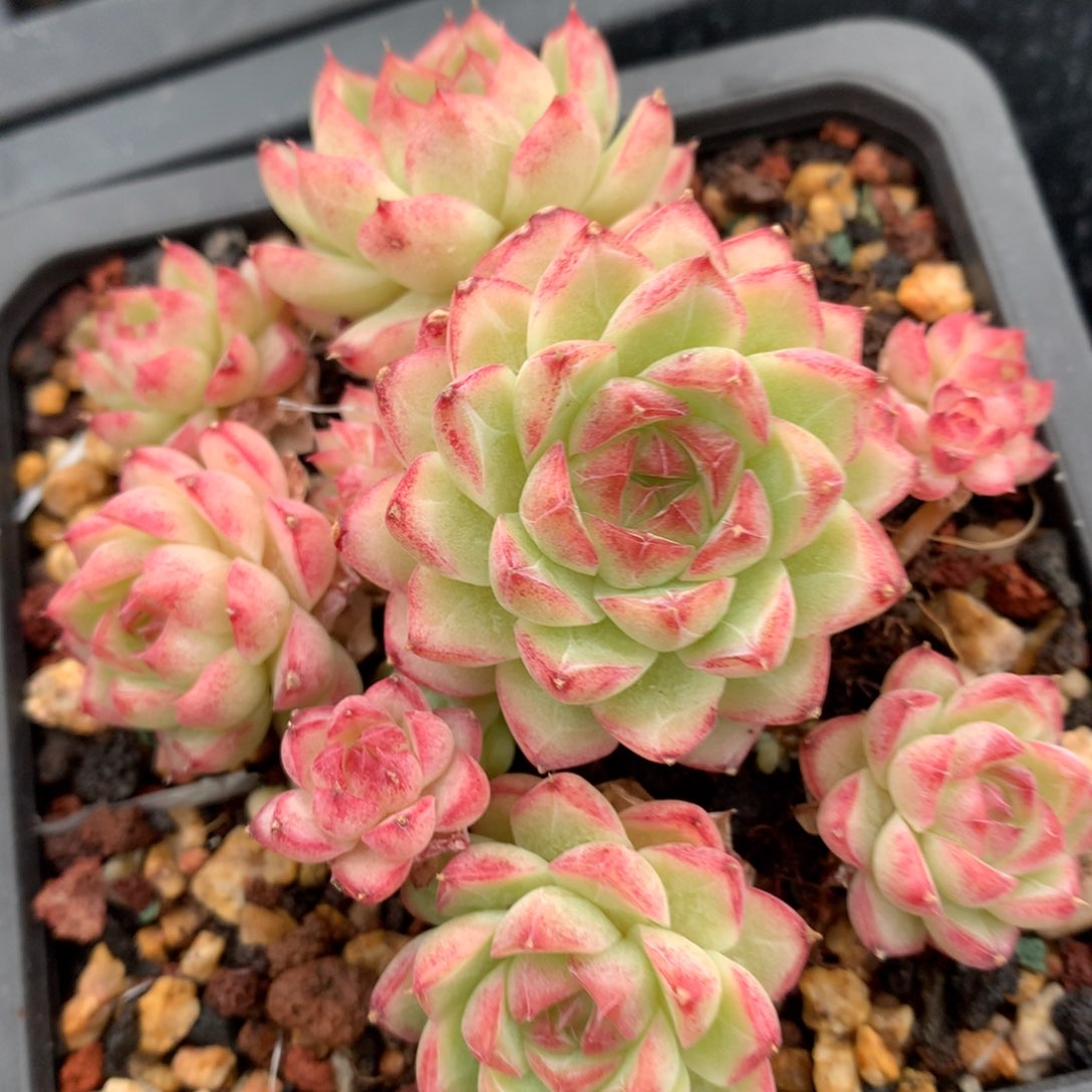 0525-507 女王玫瑰