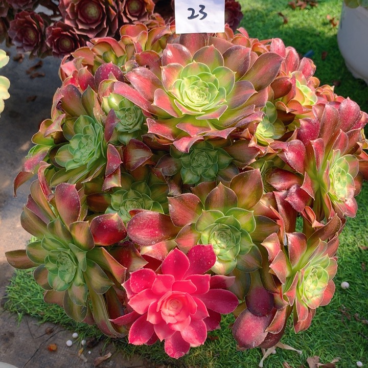 23韶华花变质捧花朵朵