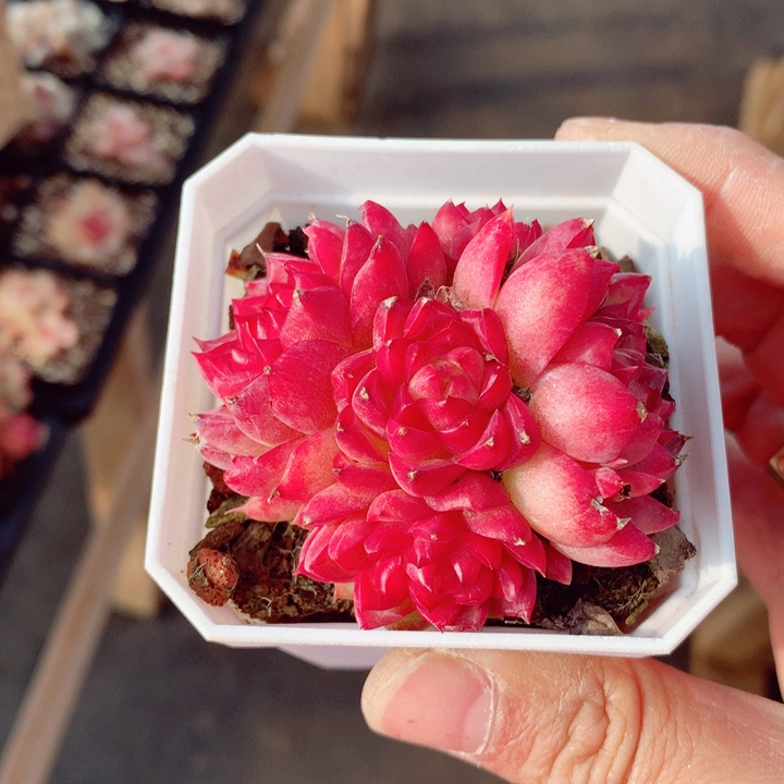 女王6cm不包整群