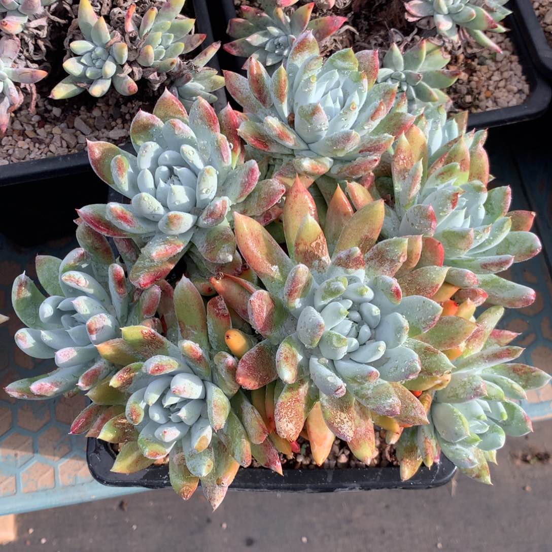 阿金尼，多肉植物