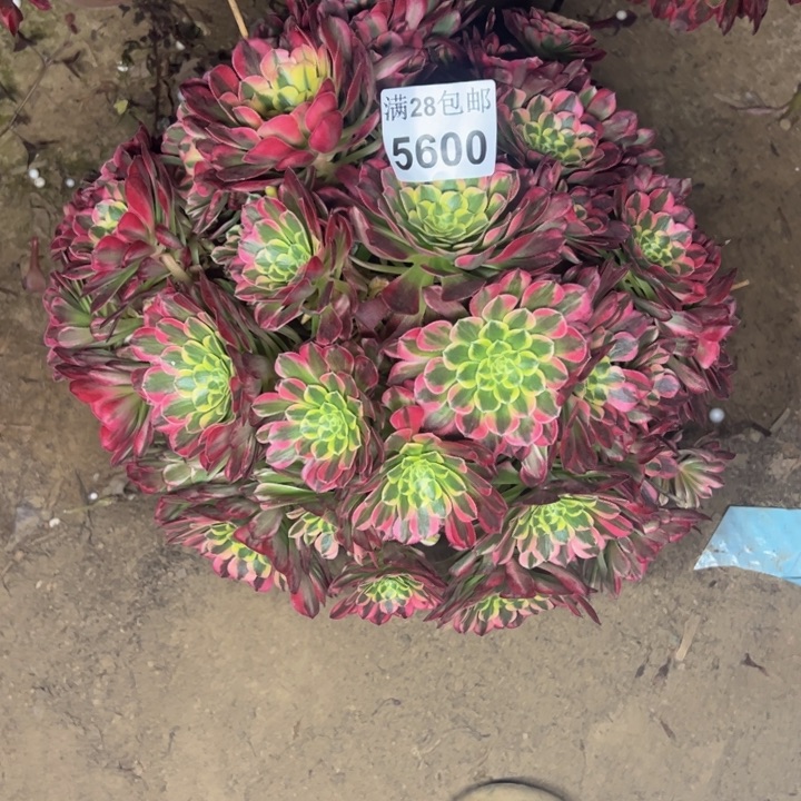 5600南朝霞多肉植物