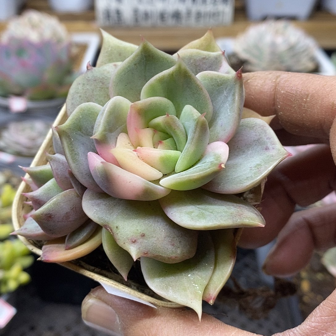 0258 贝加尔湖花脸锦