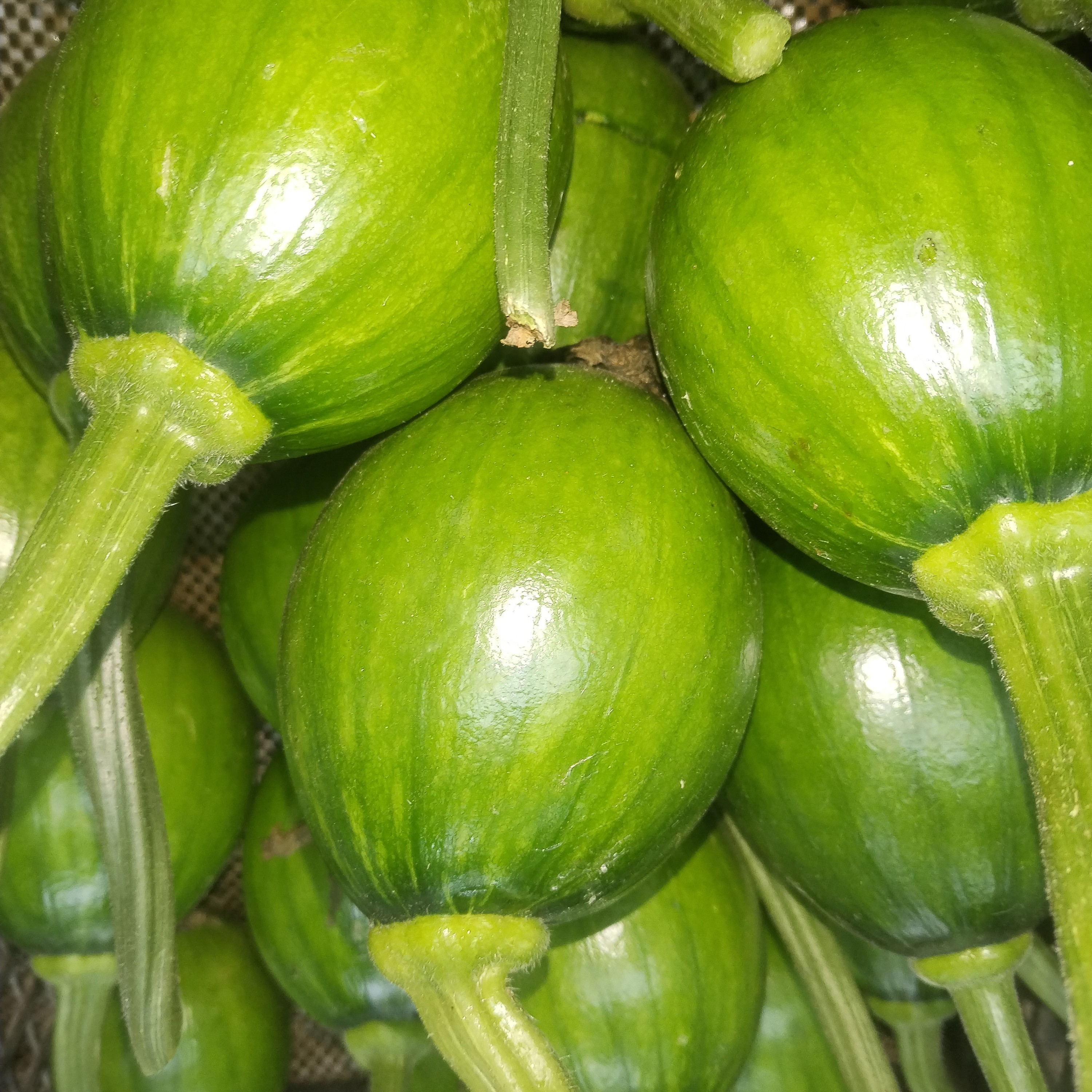 吊瓜一个约500g嫩瓜蔬菜汤菜