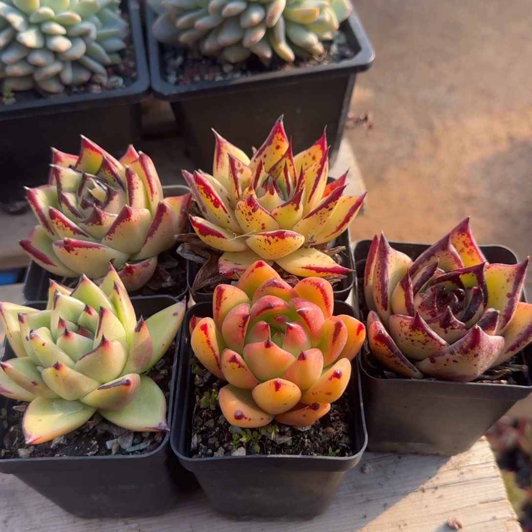 乌木五颗单头五十包邮