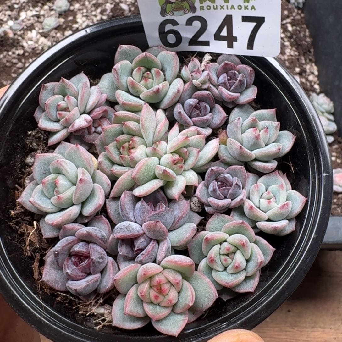多肉植物多肉植物