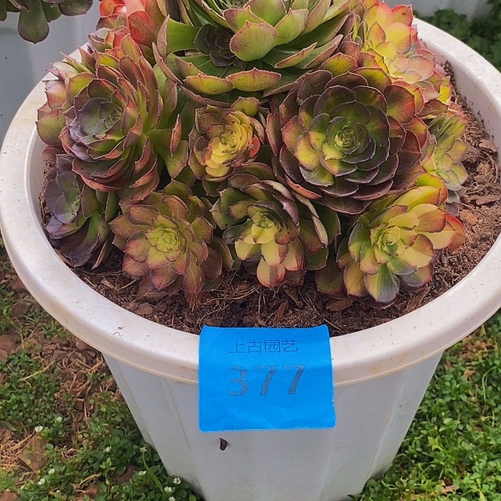完全开放上古园艺：377