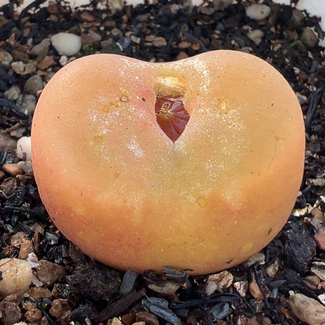 541多肉植物种类多样