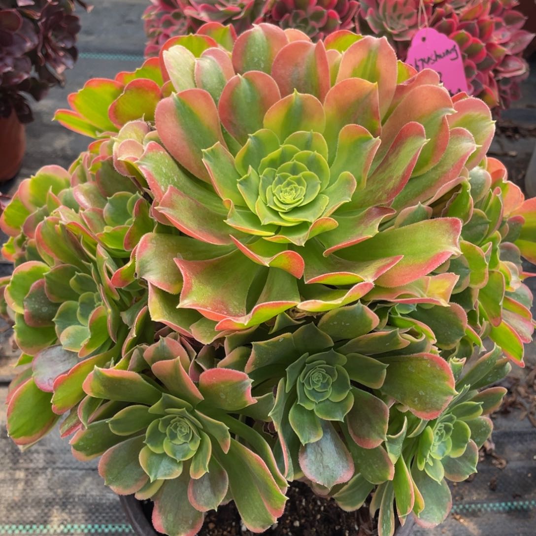 642特斯拉精品法师多肉