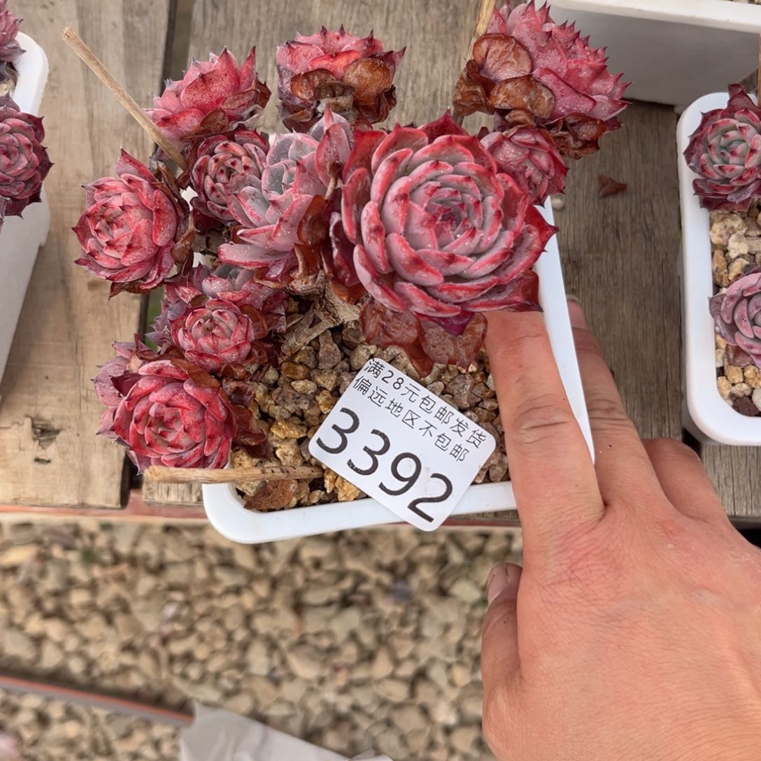 大3392:（d h cv h h h j j