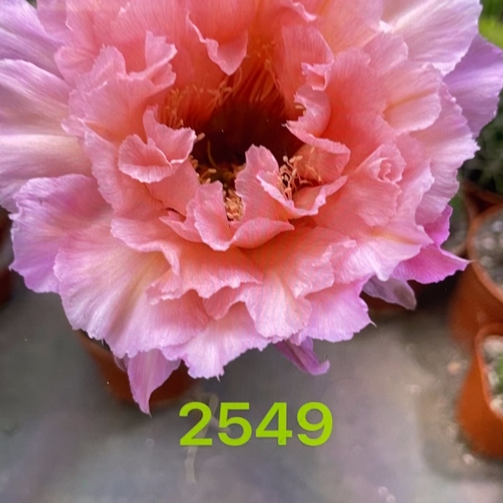 香香2549浓香侧芽2公分左右