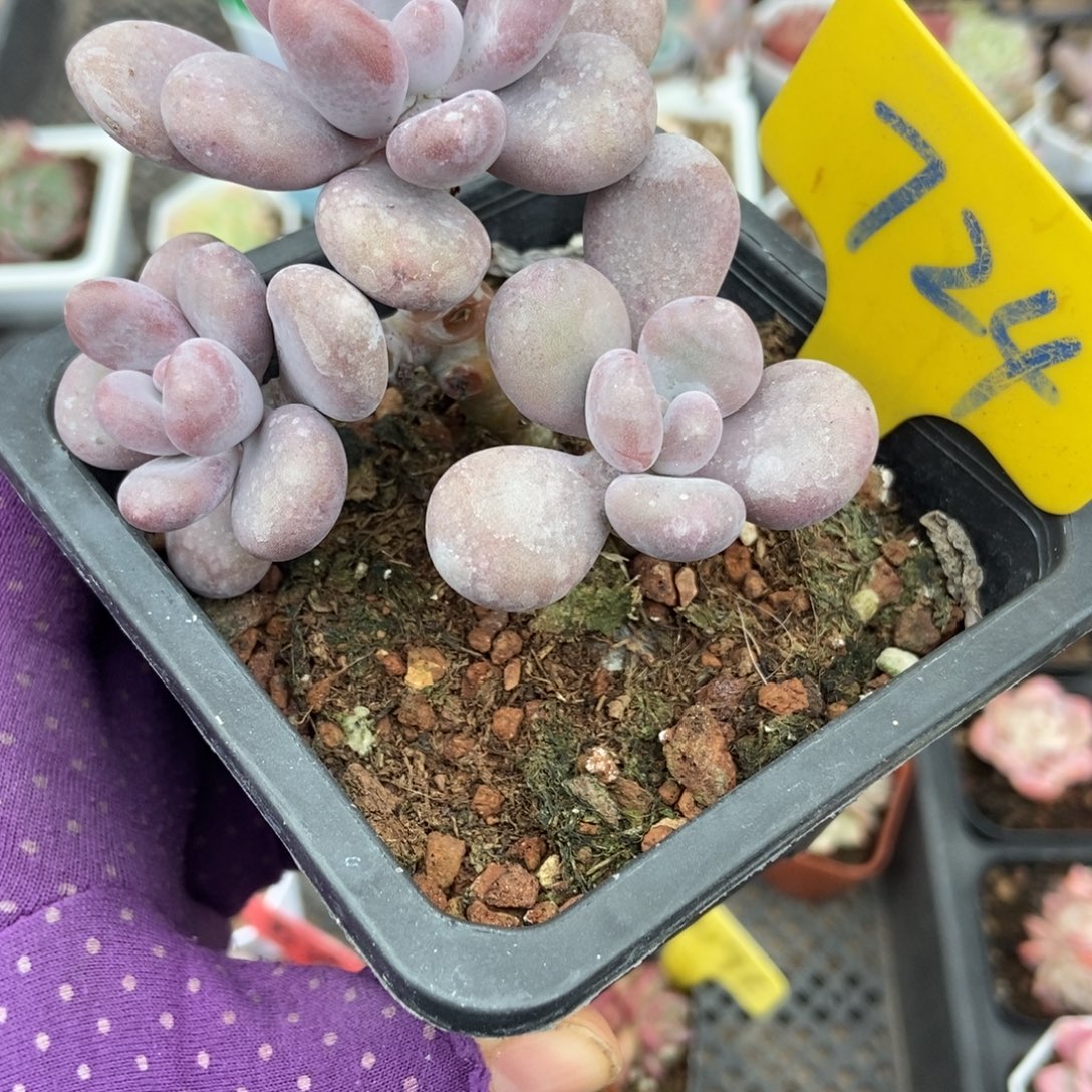 724大叶奶多肉植物多肉