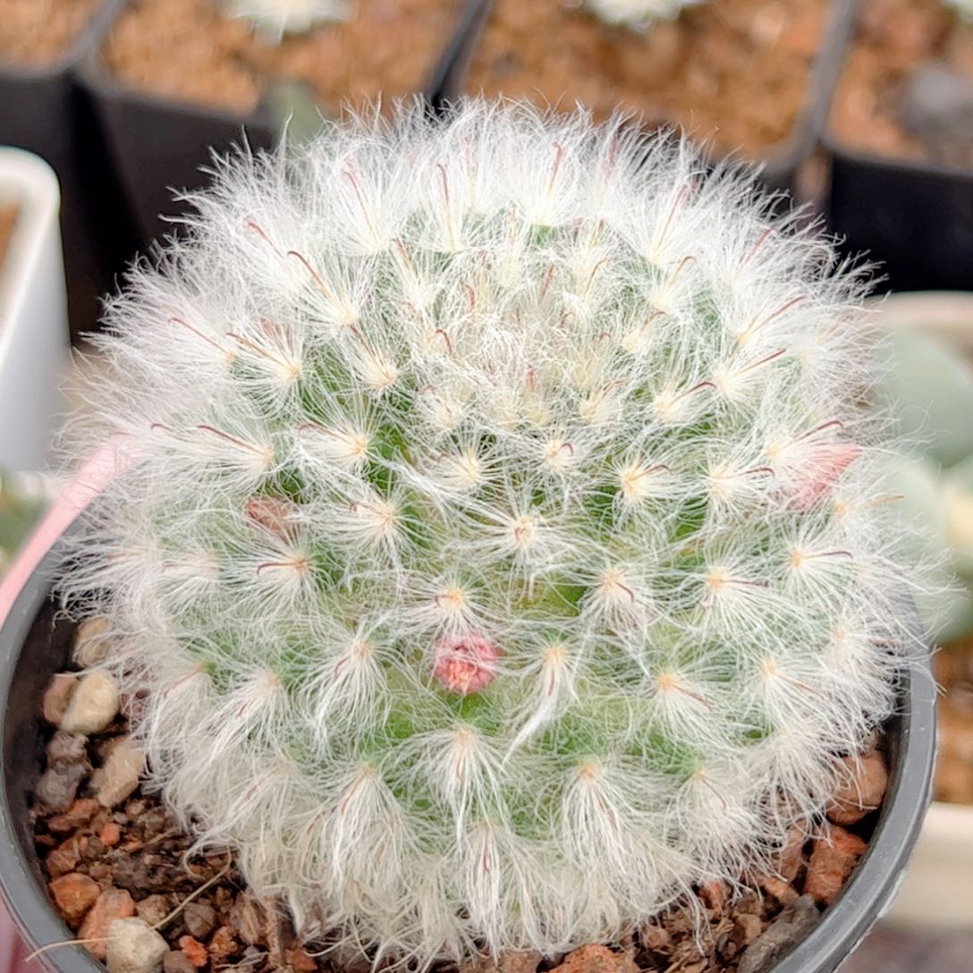 白云高莎 仙人球