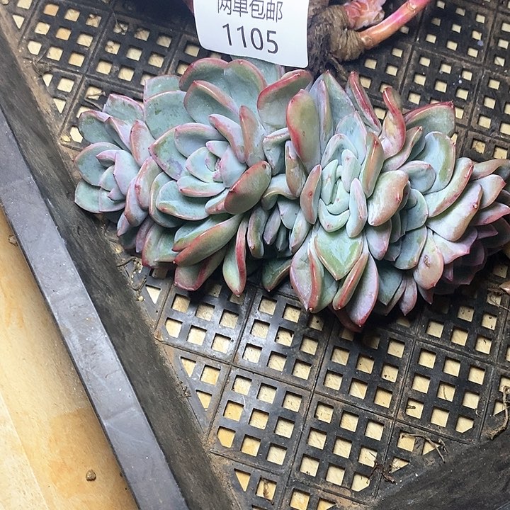 【闪购商品】1105多肉植物盆栽