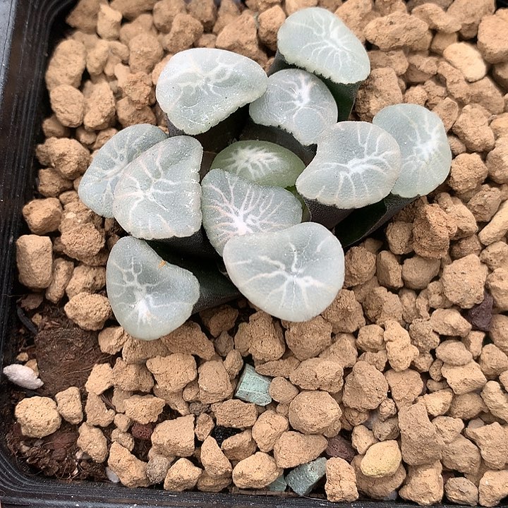 欧若拉万象一物一拍