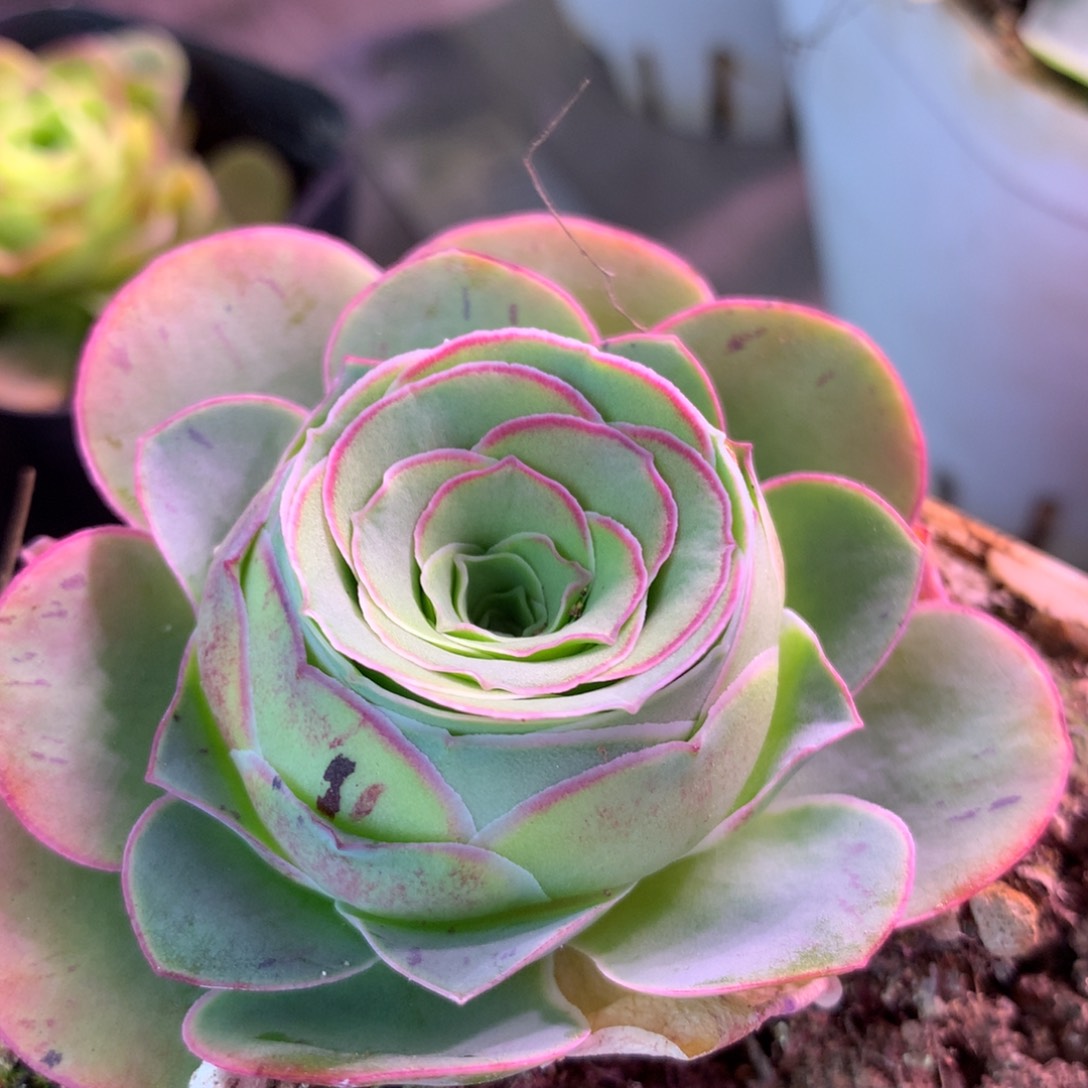 一物一拍加纳利007