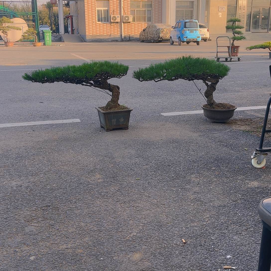 完全开放黑松盆景