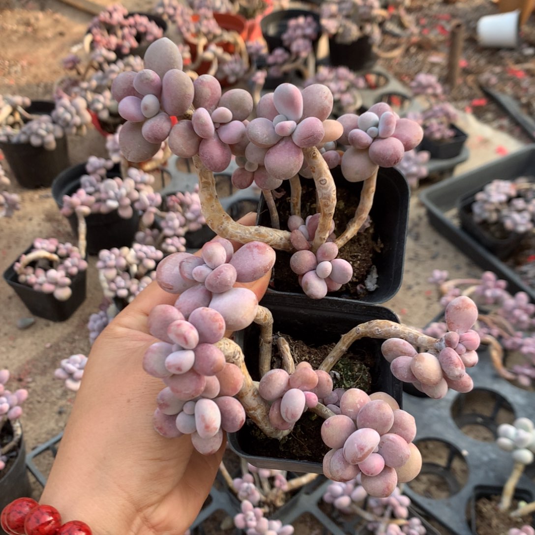 开播福利桃蛋桩不带盆30号