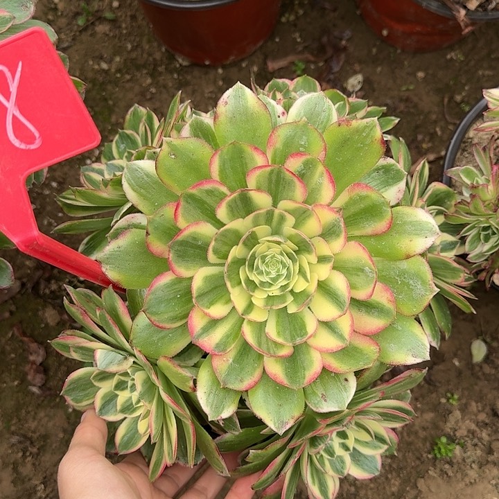 4-118海王多肉法师