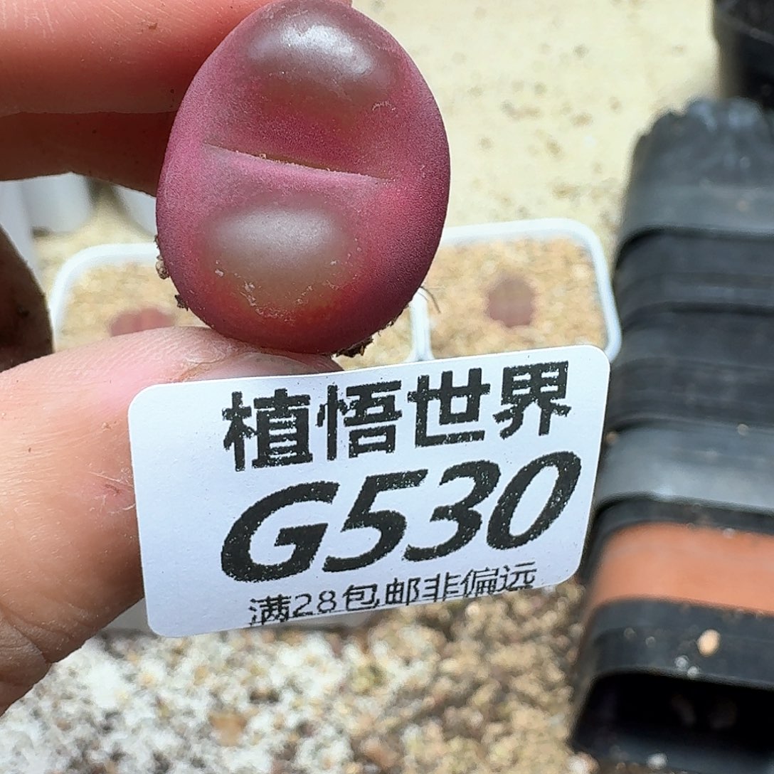 多肉植物的润泽额f