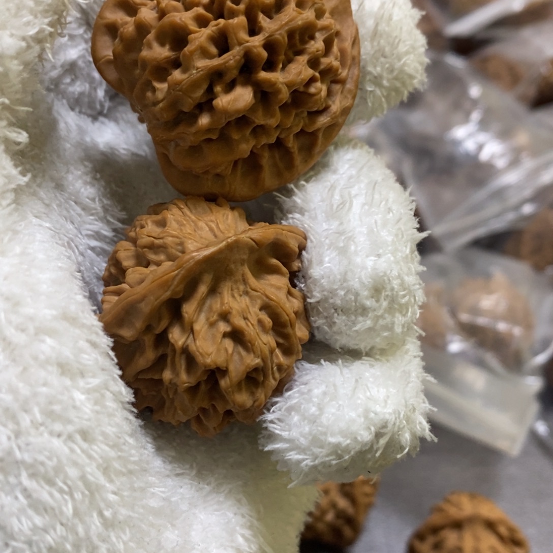 秦岭森林中出现许多的秦闷