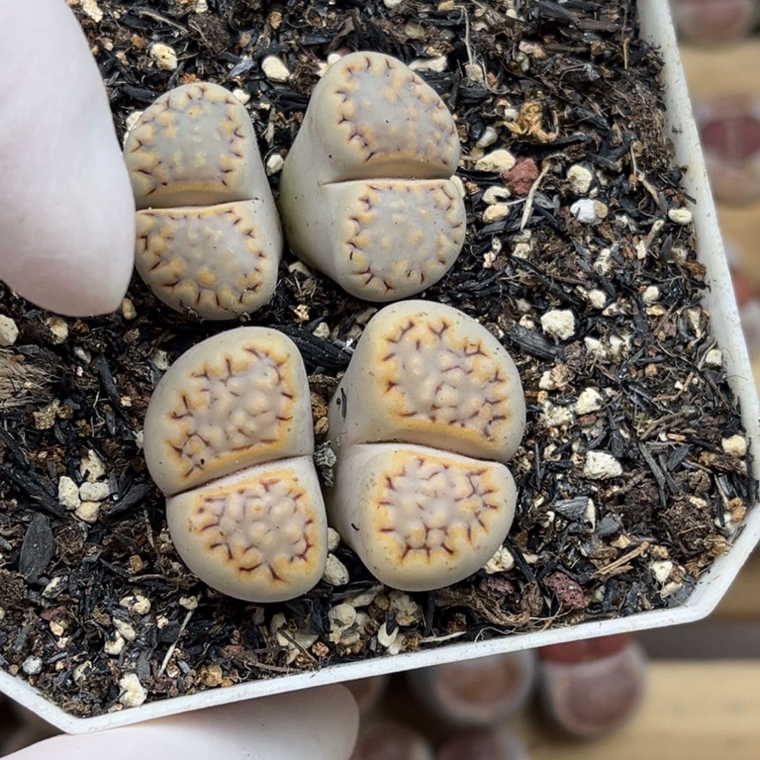 2175号两颗母本饼干