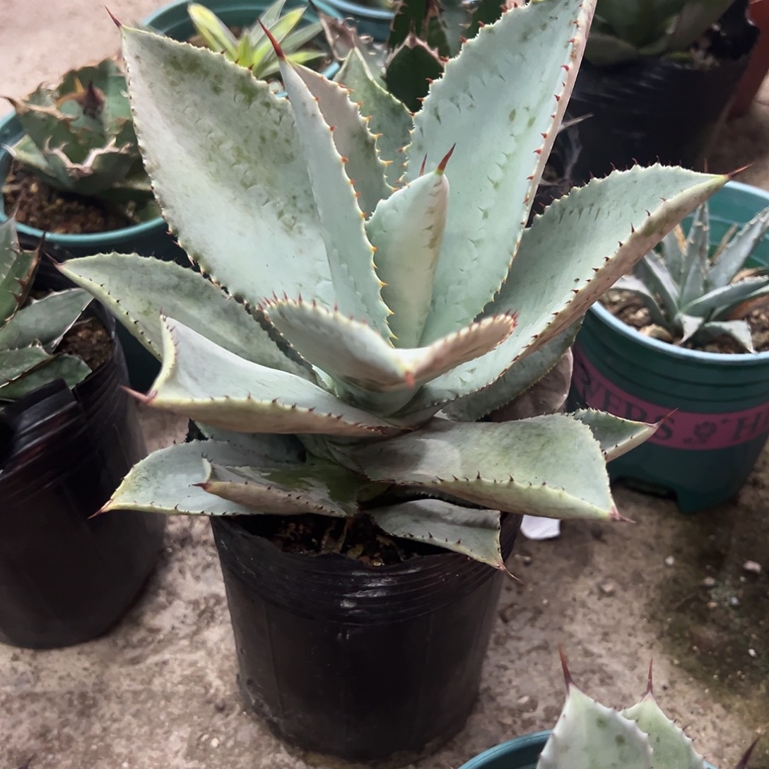 龙趾大龙舌兰植物