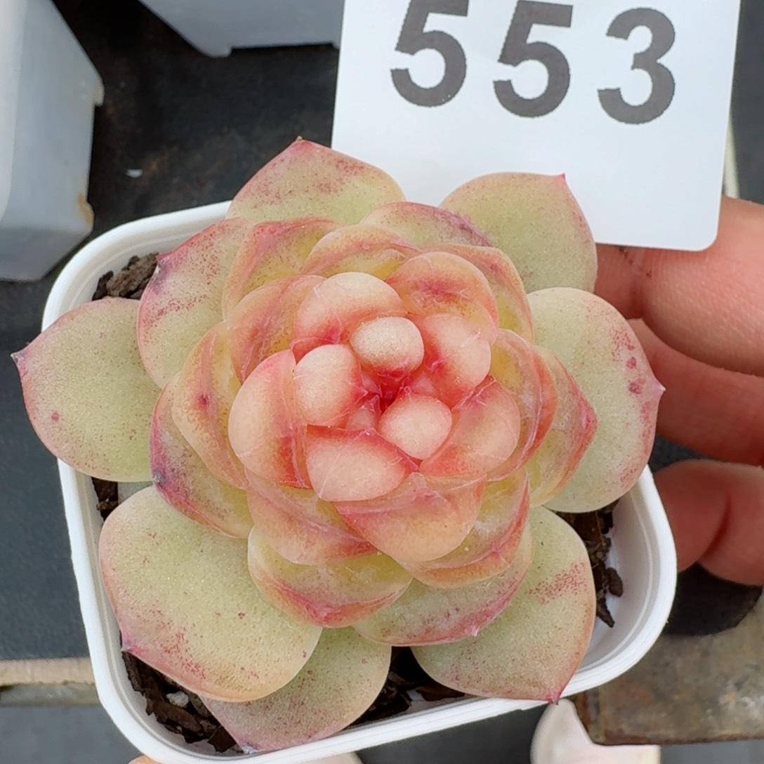 甜茶珍妮         精品多肉