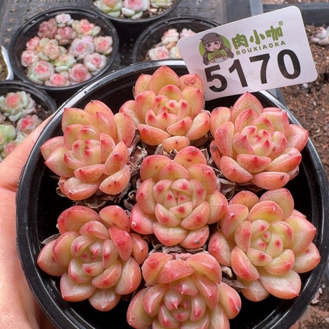 多肉植物多肉植物