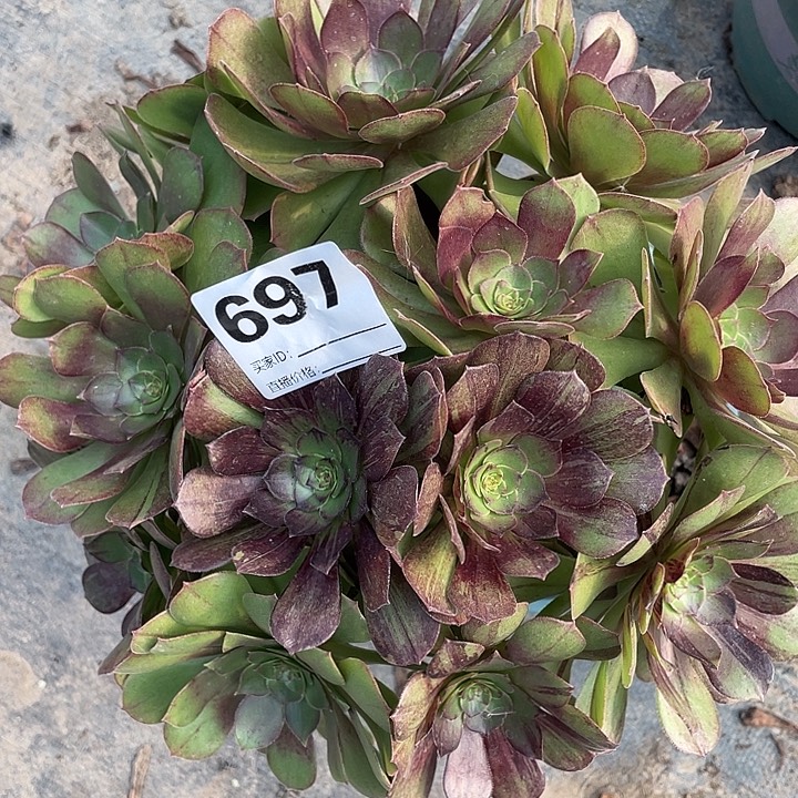 697漠然法师2-11花