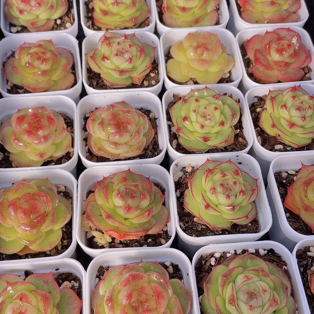 量拍130号 灵宝珍妮单头一个