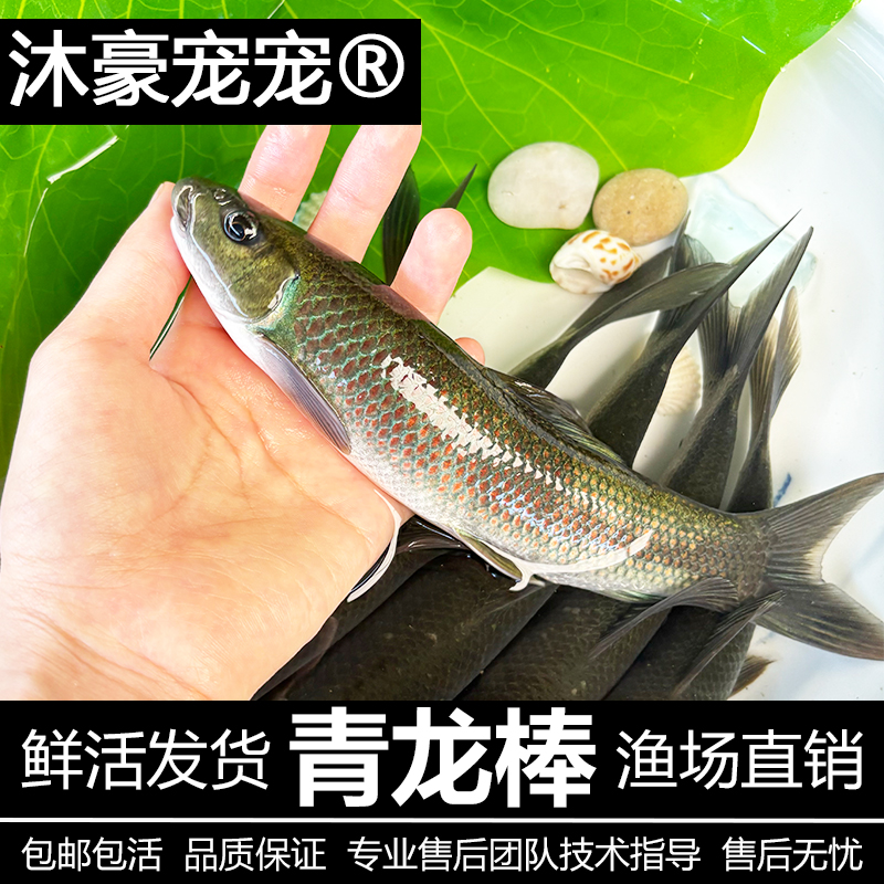 沐豪宠宠【青龙棒】鱼苗沉香鱼苗淡水常温名贵鱼类鱼塘水库好养