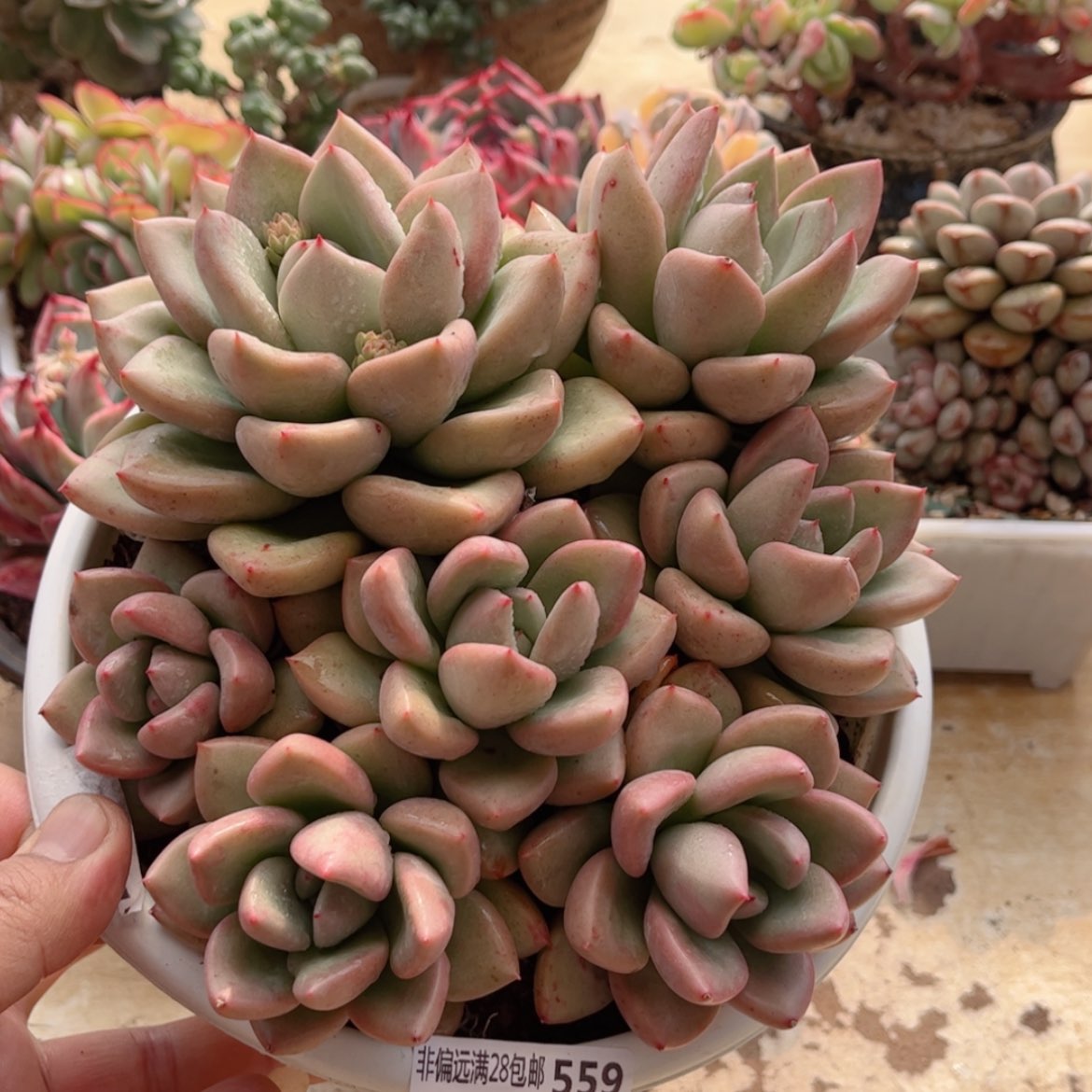 【闪购商品】559奶油鳄梨