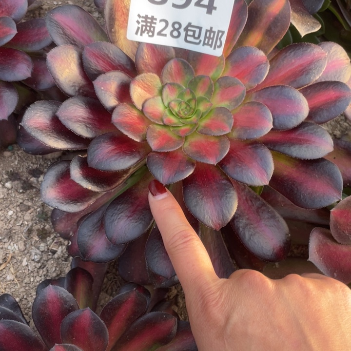 894三号棚夕阳多肉